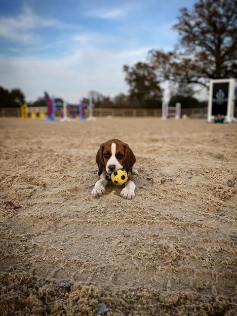 dog playing with ball